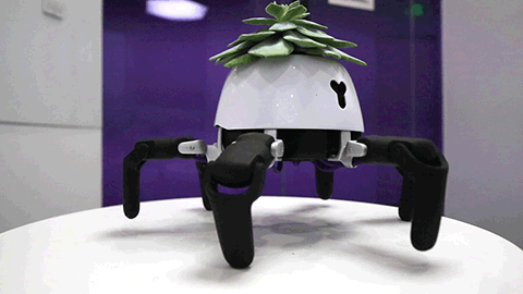 Robot nhún nhảy báo hiệu mỗi khi cây khát nước.