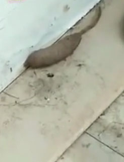 Giòi đuôi chuột khổng lồ bò quanh góc nhà