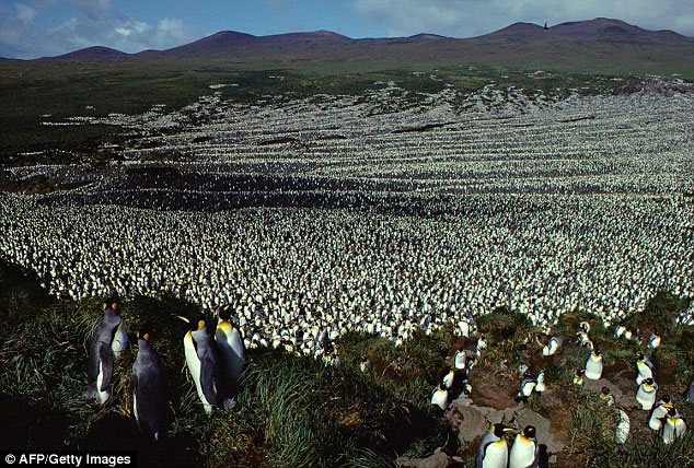 Vương quốc chim cánh cụt trên đảo Île aux Cochons.