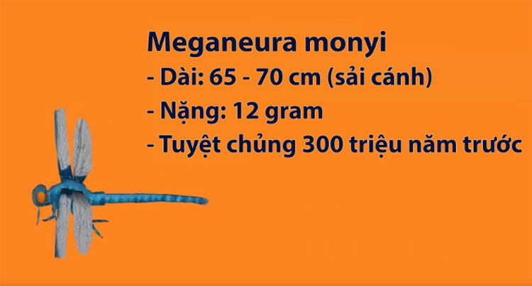 Côn trùng lớn nhất