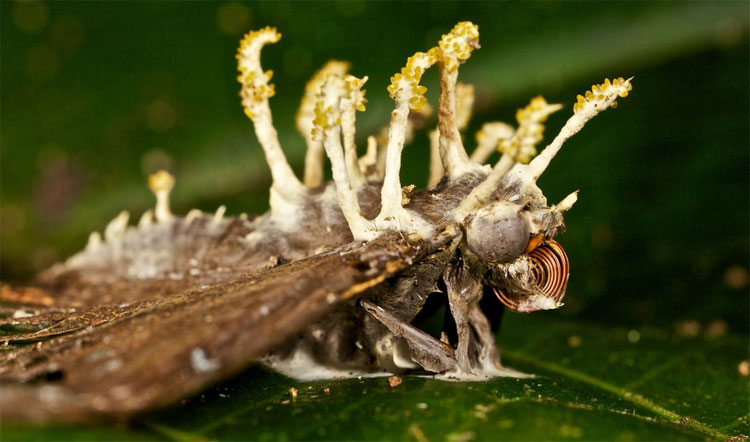 Nấm trừ sâu "ăn sống" nội tạng của côn trùng.