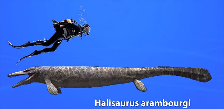 Halisaurus arambourgi