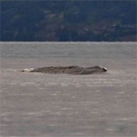 Vật thể giống quái vật Loch Ness lướt trên mặt hồ Canada Vật thể giống quái vật Loch Ness lướt trên mặt hồ Canada
