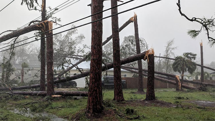 Bão Michael quật đổ hàng loạt cây ở thành phố Panama.