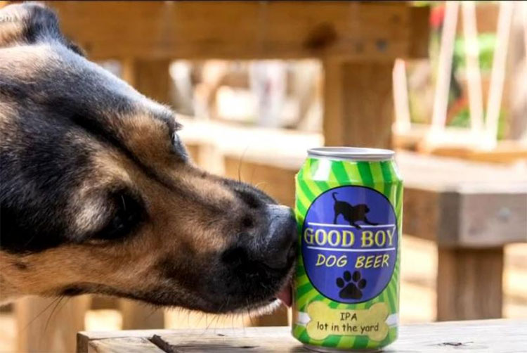 Chó tại Mỹ cũng được uống… bia và thậm chí còn có loại bia dành riêng.