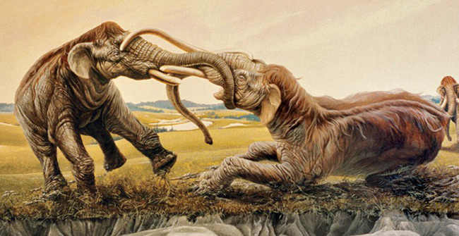 Cách đây 12.000 năm, có hai con voi ma mút giao tranh đến cuốn cả ngà vào nhau, xong chết vì đói