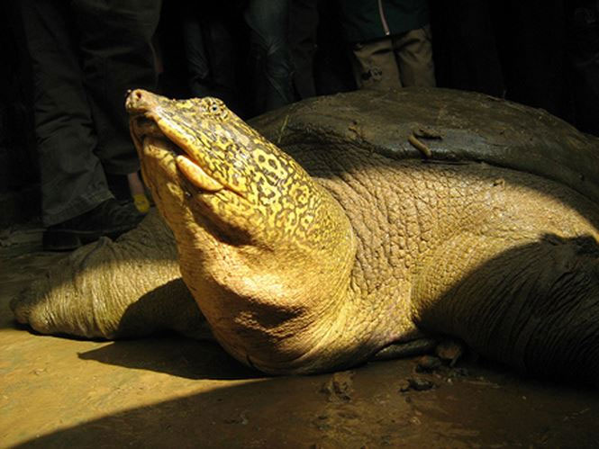 Cá thể rùa Hoàn Kiếm ở hồ Đồng Mô, một trong 2 cá thể rùa Hoàn Kiếm còn sống ở Việt Nam. 