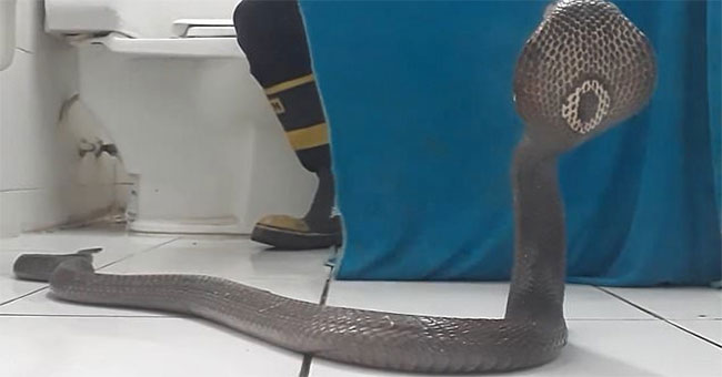Mẹo đối phó rắn hổ mang chúa tấn công trong phòng tắm