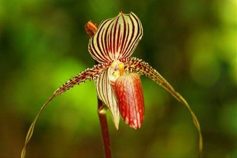 Loài hoa đặc biệt này chỉ nở 15 năm 1 lần vào giữa tháng 4 và tháng 5, được coi là “Vàng của Kinabalu”.
