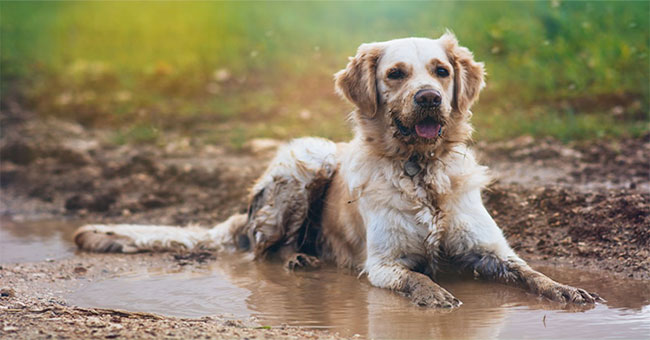 Lý do lông chó có mùi hôi khi dính nước