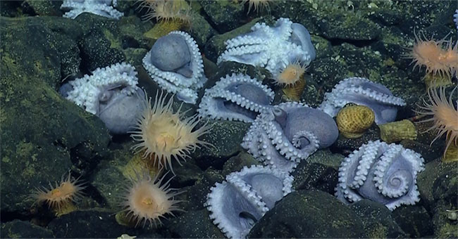 Phát hiện “bệnh viện phụ sản” cực hiếm dưới biển sâu của hàng nghìn con bạch tuộc