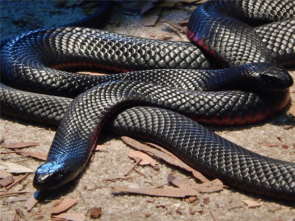Còn tính cả những loài rắn có độc thì ở đây có khoảng 100 loài.
