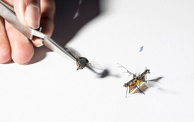 RoboFly có khả năng bay lên được.