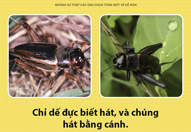 Gọi là hát, nhưng không phải mồm tôi hát