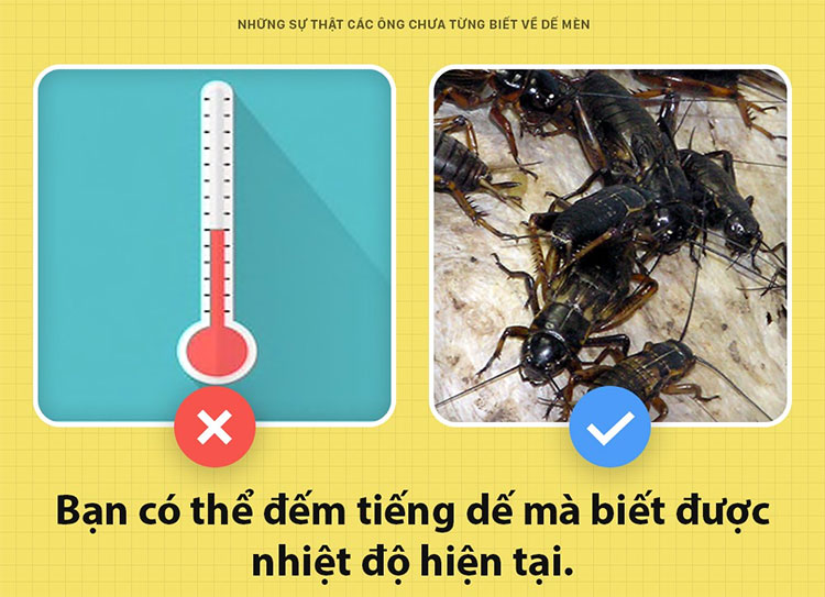 Dế mèn là một cái nhiệt kế tự nhiên