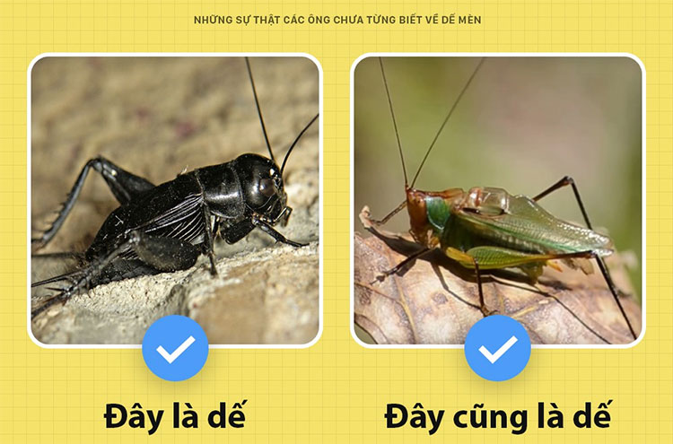 Dế mèn không phải là một cái tên riêng