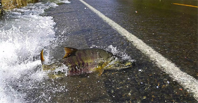 Lạ kỳ đàn cá hồi băng qua đường ngay trước mũi ô tô