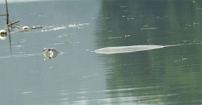 Có nhiều hơn một cá thể rùa Hoàn Kiếm ở hồ Đồng Mô