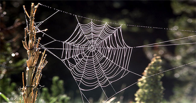 Sản xuất được tơ nhện nhân tạo nhẹ hơn bông, bền hơn thép