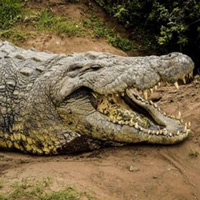 Cá sấu hung tàn và trăn điên cuồng hợp lực truy sát chuột "khổng lồ" Cá sấu hung tàn và trăn điên cuồng hợp lực truy sát chuột "khổng lồ"