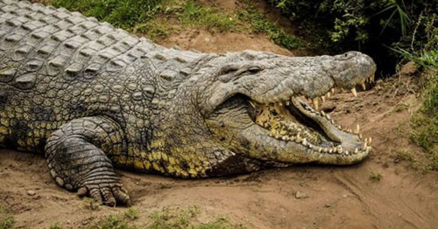 Cá sấu hung tàn và trăn điên cuồng hợp lực truy sát chuột "khổng lồ"