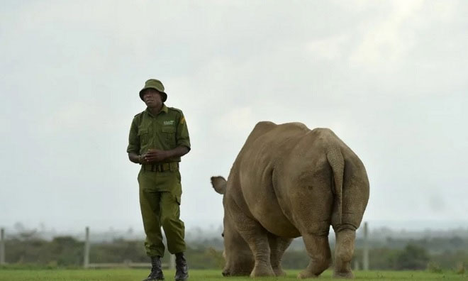 James Mwenda đứng bên cạnh một trong hai con tê giác sừng trắng phương bắc cái cuối cùng.