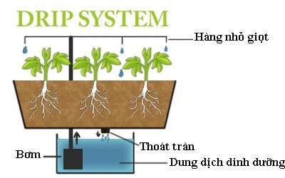 Hệ thống thủy canh nhỏ giọt (Drip systems)