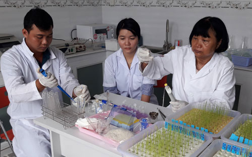 GS Nguyễn Thị Lang cùng các cộng sự thử nghiệm lai tạo gene lúa. 