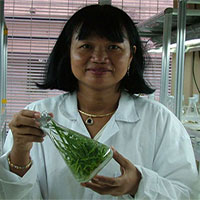 Giáo sư người Việt làm giàu cho ngân hàng gene lúa quý Giáo sư người Việt làm giàu cho ngân hàng gene lúa quý