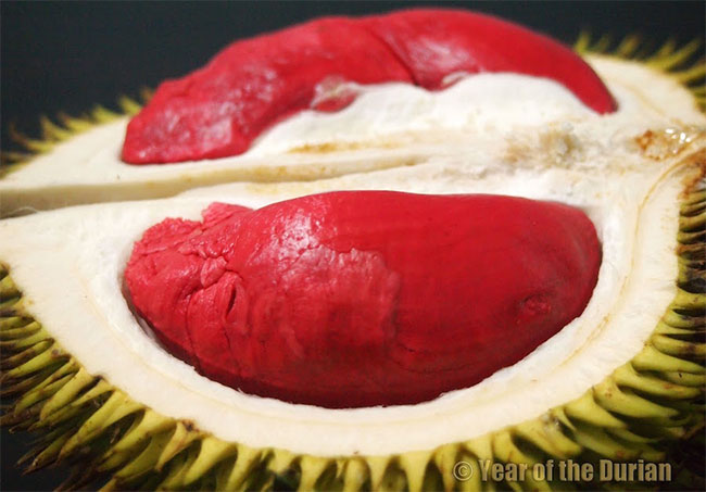 Sầu riêng được mệnh danh là “Vua của các loại trái cây” ở Malaysia 