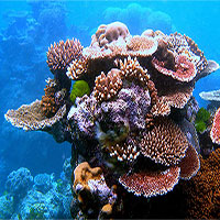 Florida Keys vô tình tìm ra cách tái tạo san hô nhanh gấp 40 lần môi trường tự nhiên Florida Keys vô tình tìm ra cách tái tạo san hô nhanh gấp 40 lần môi trường tự nhiên