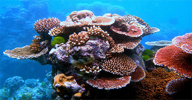 Florida Keys vô tình tìm ra cách tái tạo san hô nhanh gấp 40 lần môi trường tự nhiên