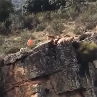 Mải tranh hươu, đàn chó săn rơi hàng loạt xuống vách đá Mải tranh hươu, đàn chó săn rơi hàng loạt xuống vách đá
