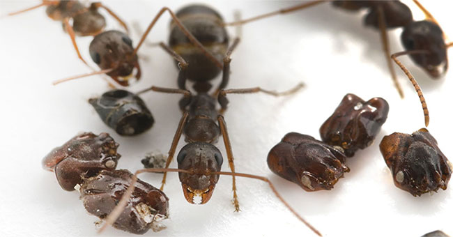 Kì dị loài kiến thích “sưu tầm” đầu loài kiến khác để… trang trí tổ