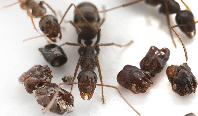 Formica archboldi là loài kiến có “sở thích” đặc biệt.