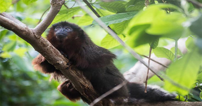 Lần đầu trích xuất thành công DNA loài khỉ bí ẩn ở Jamaica