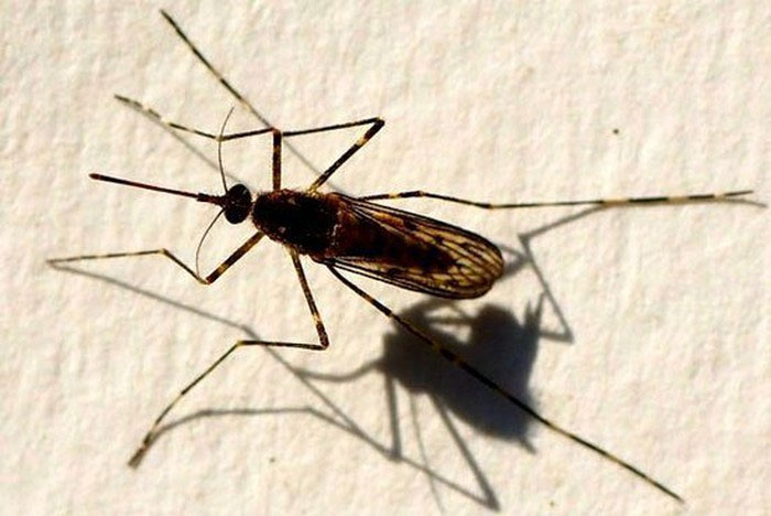 Muỗi vằn đực Midge thường bị con cái "lấn át" trong quá trình giao hợp.