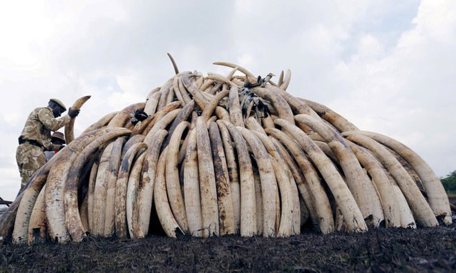 Lực lượng bảo tồn thiên nhiên Kenya chất đống số ngà voi thu giữ được để chuẩn bị tiêu hủy.