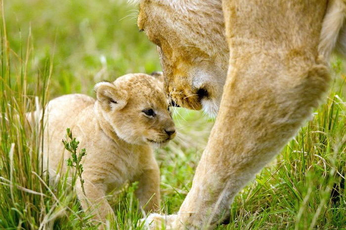 Charm là thủ lĩnh của một đàn sư tử trong khu bảo tồn Masai Mara tại Kenya. 