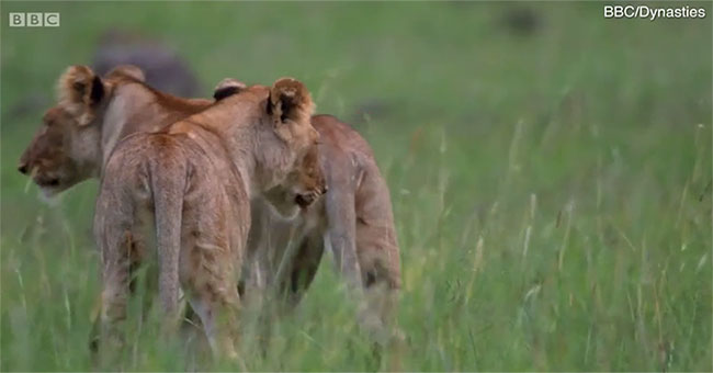 BBC gây xúc động mạnh với khoảnh khắc từ biệt đứa con bị trúng độc của sư tử cái
