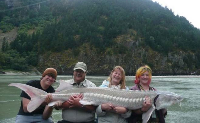Cá Sturgeon