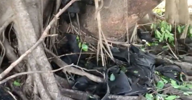 Nắng nóng khủng khiếp khiến dơi "rụng như sung" ở Úc