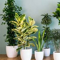 Bạn có biết cây trồng trong nhà di chuyển như thế nào trong một ngày không? Bạn có biết cây trồng trong nhà di chuyển như thế nào trong một ngày không?