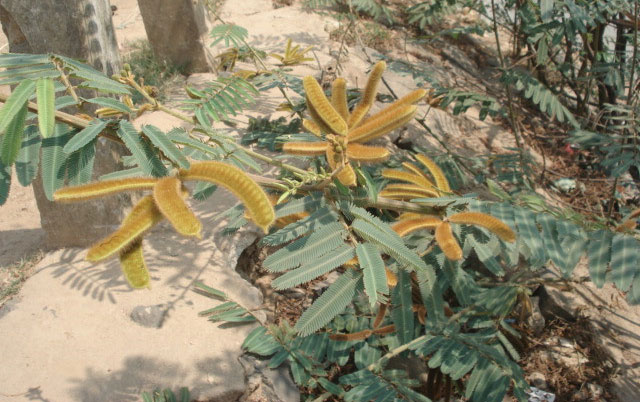 Loài cây có độc gây chết người mọc nhiều ở Việt Nam
