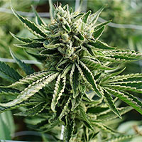 Cây cần sa có chất hoạt tính cannabinoid là do nhiễm một loài virus cổ xưa Cây cần sa có chất hoạt tính cannabinoid là do nhiễm một loài virus cổ xưa