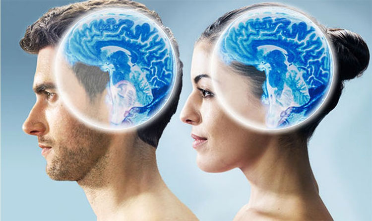 Có sự khác biệt đáng kể giữa kích thước bộ não của nam giới và nữ giới. 