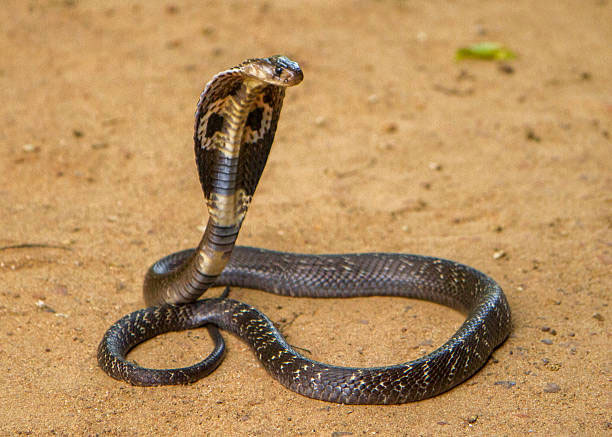 Con rắn hổ mang chúa dài nhất thế giới đã từng bị bắt tại Malaysia