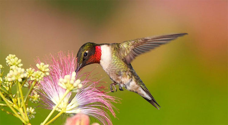 Chim ruồi họng đỏ gần như phụ thuộc hoàn toàn vào mật hoa.