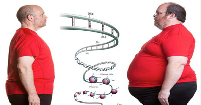Phát hiện một loại gene giúp bạn "ăn mãi không béo"