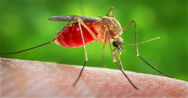 Việc hút máu của muỗi khiến một số mạch máu bị vỡ.